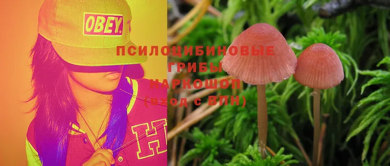 Галлюциногенные грибы Cubensis  Воркута 